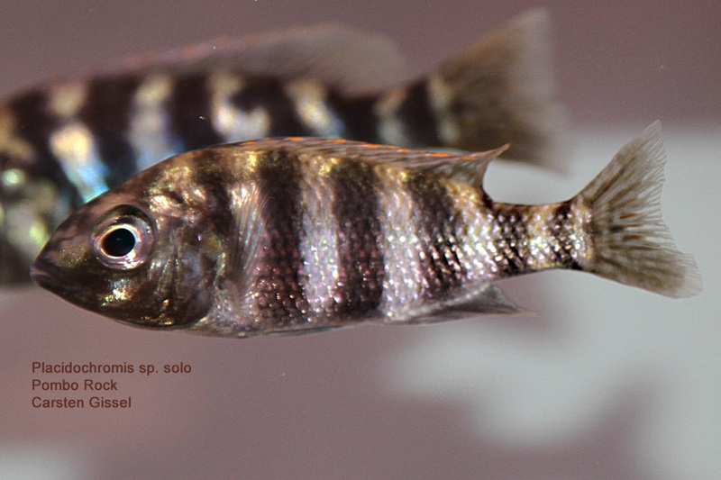 Protomelas sp. 'johnstoni solo' Pombo Rocks